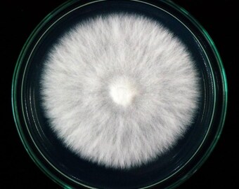 Pestalotiopsis microspora (Plastic eating mushroom)