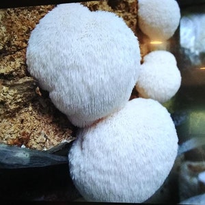 Hericium erinaceus - Lion&#39;s Mane (sphere)