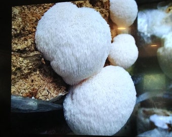 Hericium erinaceus - Lion's Mane (sphere)