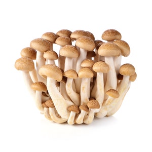 Hon shimeji and shitake food fresh white background gourmet hi-res