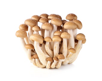 Hypsizygus tessulatus (Buna-shimeji - brown beech mushroom)