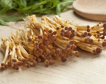 Flammulina velutipes (Golden Enoki)