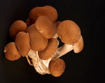 Agrocybe aegerita - Black Poplar (Pioppino)