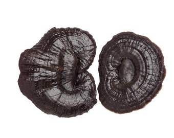 Ganoderma sinense - Black Reishi