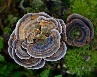 Trametes versicolor (Turkey tail)