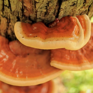 May include: Close-up of a cluster of orange and cream colored mushrooms growing on a tree trunk. The mushrooms are stacked on top of each other, with the largest one at the top.