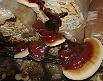 Ganoderma lucidum - Ling Chi/Ling Zhi