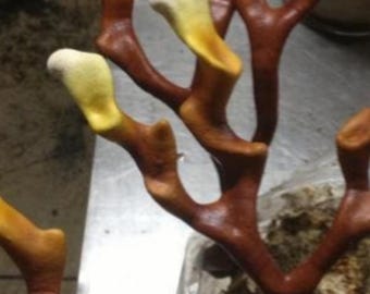 Ganoderma multipilium  - Antler Reishi