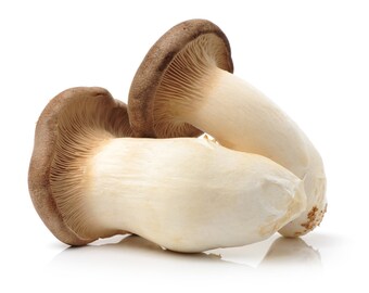 Pleurotus eryngi (Royal Trumpet)