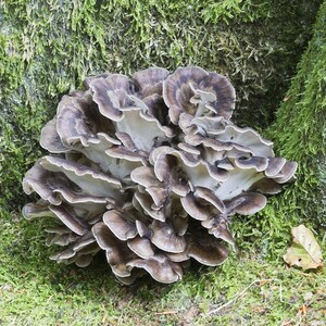 Grifola frondosa/Polyporus frondosus - Maitake