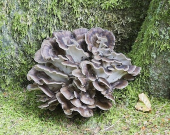 Grifola frondosa/Polyporus frondosus - Maitake