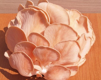 Pleurotus Djamor - Pink Oyster