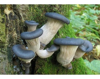 Pleurotus ostreatus Var. columbinus  - Blue Oyster