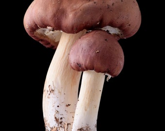 Stropharia rugosoannulata (Wine cap/king stropharia)