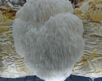 Hericium erinaceus - Lion's Mane (Warm weather variety)