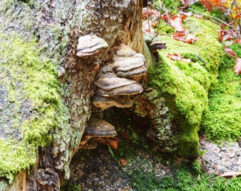 Fomitopsis officinalis (Agarikon)