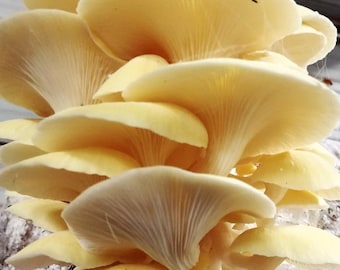 Pleurotus citrinopileatus - Golden Oyster