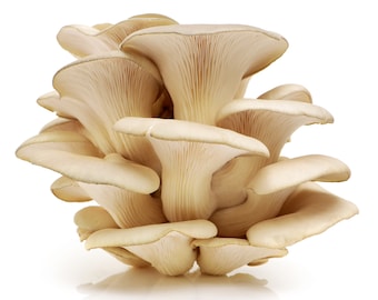 Pleurotus eunosmus (Tarragon Oyster Mushroom)