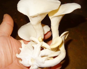 Pleurotus pulmonarius - Phoenix Oyster