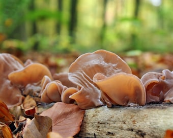 Auricularia auricula (Wood ear mushroom)