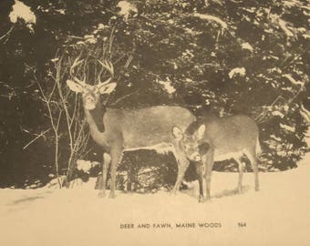 Postcard Deer and Fawn Maine Woods  Black and White Unused 1940