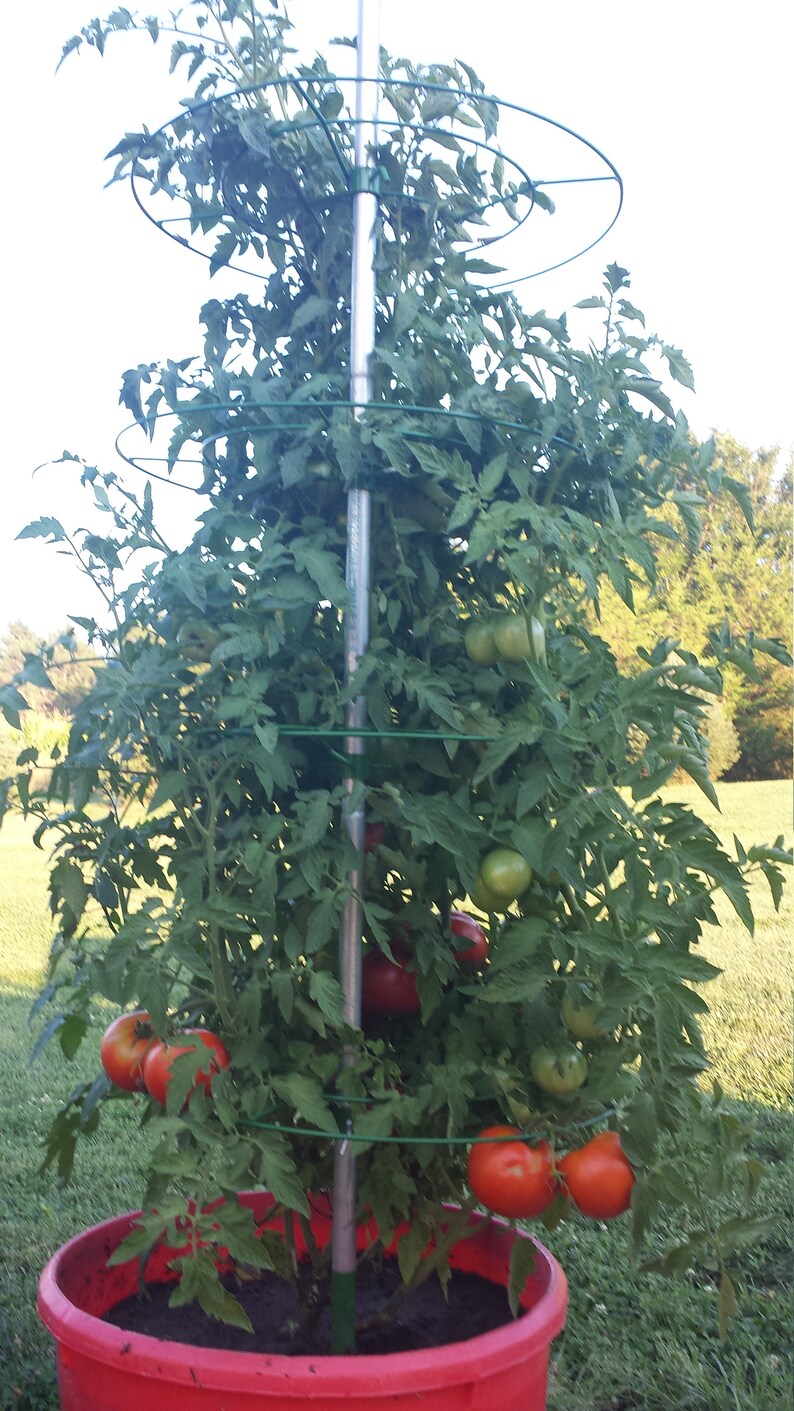The Tomato Tower is the best tomato cage on the market to help Etsy