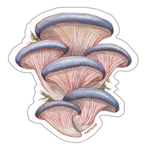 Oyster Mushroom Sticker, mushroom stickers, mushroom art, fungi, mushroom hunter, gifts under 5, stickers, laptop, vegan, forest, nature,pnw