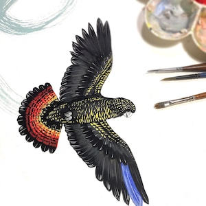 May include: A black and yellow bird with a red and orange tail, flying with its wings spread. The bird has a blue patch on its wing.