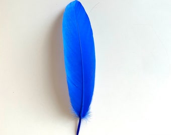 Blue feather + bookmark - Children's book prop for The Black Cockatoo With One Feather Blue