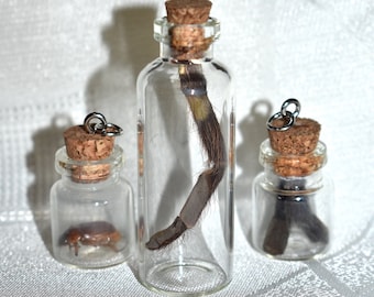 Tarantula Leg Molt Vial Display - Poecilotheria rufilata <Cruelty-free>