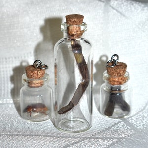Tarantula Leg Molt Vial Display - Poecilotheria rufilata &lt;Cruelty-free&gt;