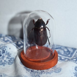 Scarab Beetle in Glass Dome Display &lt;Cruelty-free&gt;