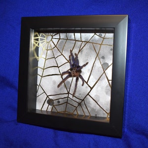 Tarantula Molt Shadowbox Display - Pterinopelma sazimai &lt;Cruelty-free&gt;