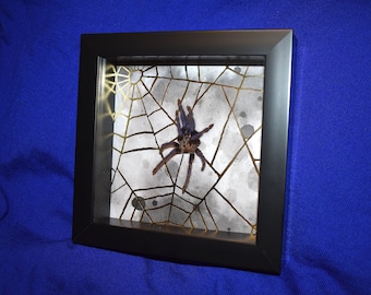 Tarantula Molt Shadowbox Display - Pterinopelma sazimai <Cruelty-free>