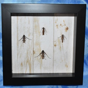 Long-horned Beetle Shadowbox Display &lt;Cruelty-free&gt;