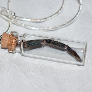 Tarantula Leg Molt Necklace - Dolichothele diamantinensis &lt;Cruelty-free&gt;