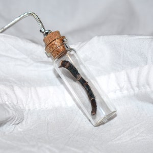 Tarantula Leg Molt Necklace - Dolichothele diamantinensis &lt;Cruelty-free&gt;