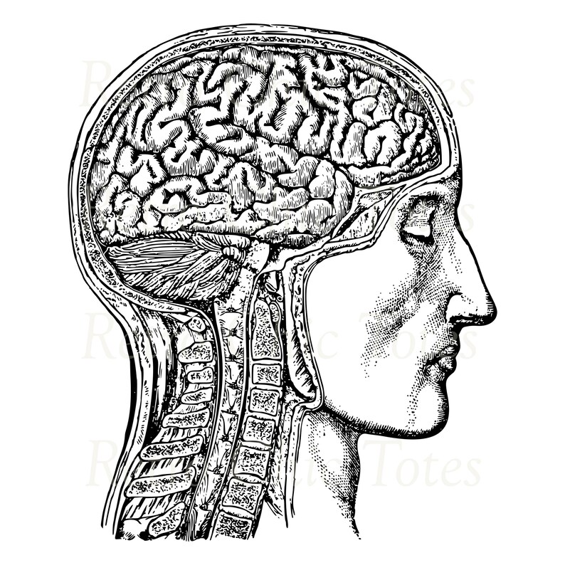 Vintage Human Brain Anatomy Illustration – Digital Download PNG ...