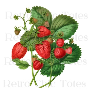 Vintage Strawberry PNG Clipart, Botanical Berry Illustration, Transparent Fruit PNG for Sublimation, Stickers and Crafts