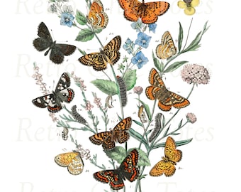 Könnte beinhalten: Eine Vintage-botanische Illustration mit verschiedenen Schmetterlingen mit orangefarbenen, schwarzen und weißen Flügeln. Die Schmetterlinge sind um einen Blüten- und Blätterstrauß angeordnet. Das Bild ist mit Zahlen und Buchstaben beschriftet.