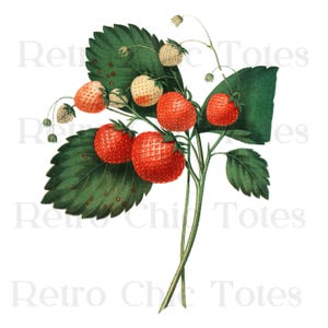 Vintage Strawberry PNG Clipart, Botanical Berry Illustration, Transparent Fruit PNG for Sublimation, Stickers and Crafts