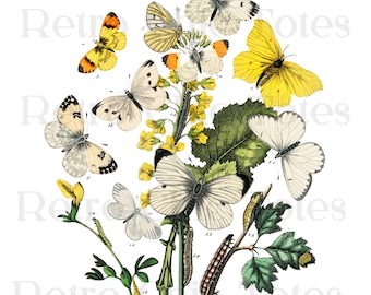 Pode incluir: Uma ilustração vintage de várias borboletas em uma flor amarela. As borboletas são brancas, amarelas e laranja com marcas pretas. A ilustração está em um fundo branco.