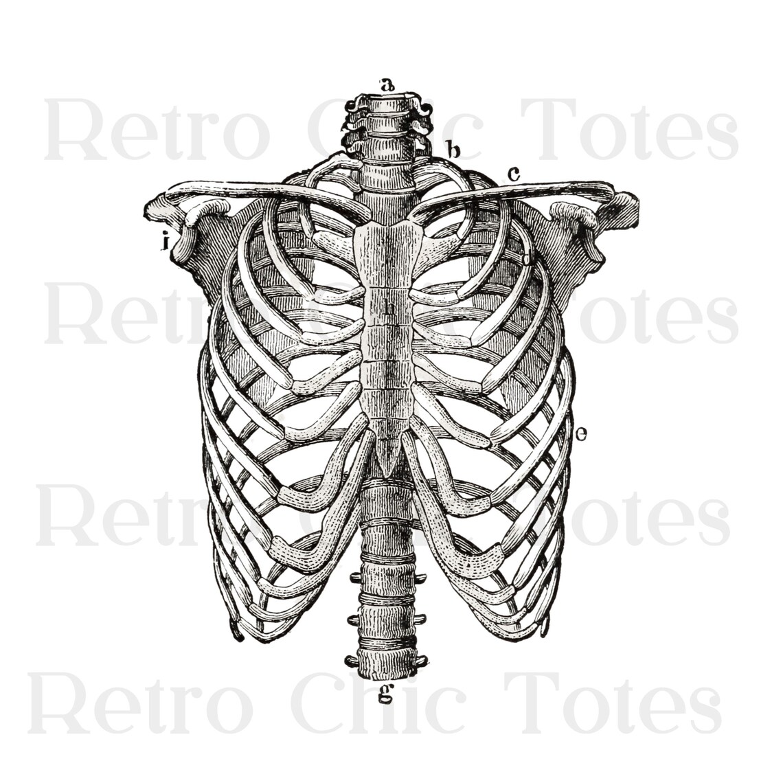 Vintage Ribcage Anatomy PNG, Skeleton Clipart, Medical Illustration ...