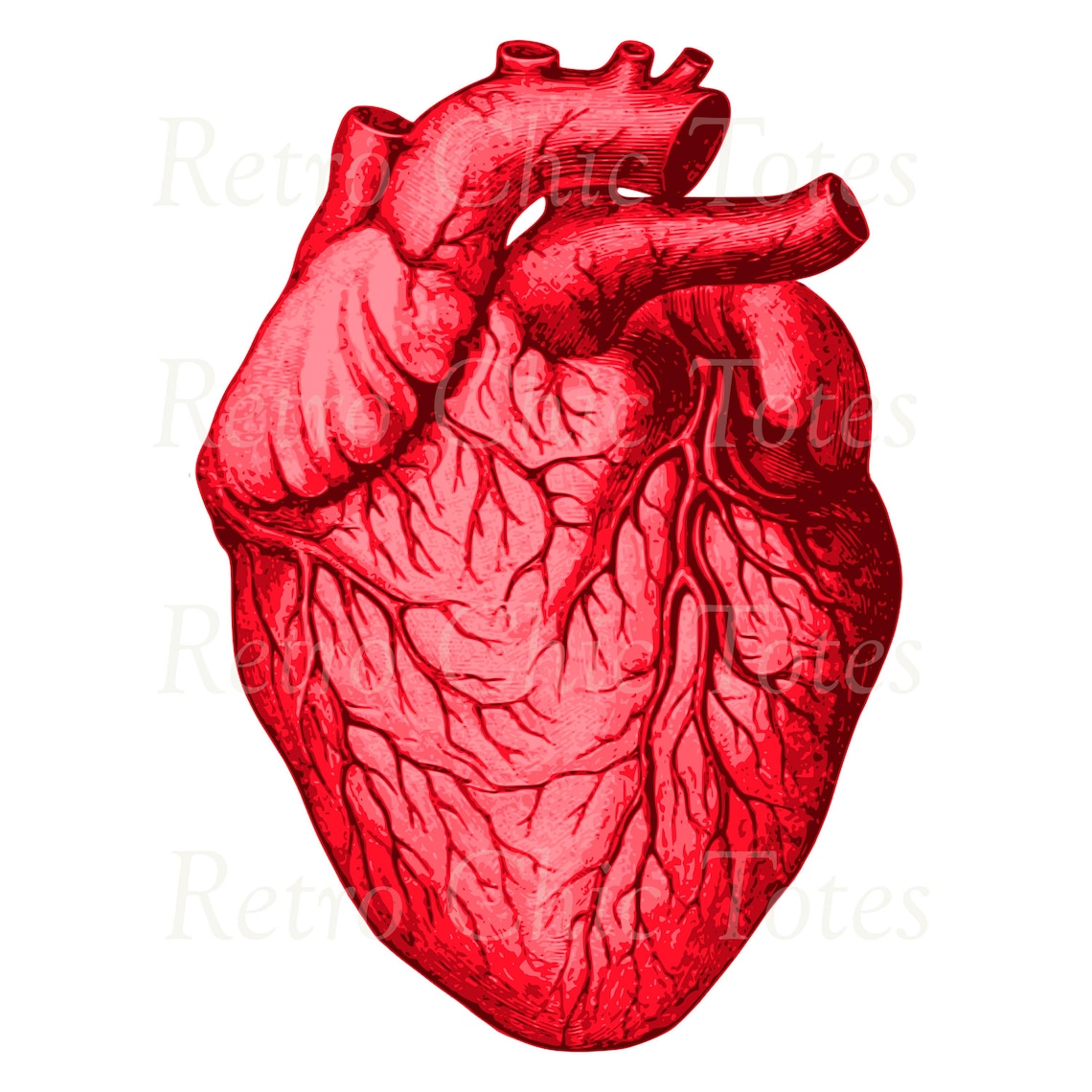 Vintage Anatomical Heart Illustration – Digital Download PNG – Medical ...