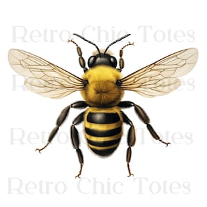 Bee PNG Clipart, Vintage Bee Illustration, Bumblebee PNG, Bee Sticker PNG, Honeybee Digital Download, Bee Wall Art Printable