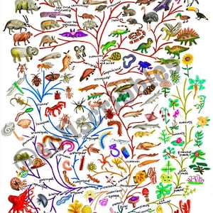 Op de afbeelding: Een kleurrijke handgetekende illustratie van de boom des levens, die de evolutionaire relaties tussen verschillende soorten planten en dieren laat zien. De illustratie begint onderaan met de oorsprong van het leven en vertakt zich naar verschillende groepen, zoals bacteriën, archaea, eukaryoten, planten, schimmels, dieren en meer. De illustratie is getekend in een grillige stijl met felle kleuren en eenvoudige vormen.