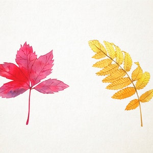 May include: Two watercolor painted leaves, one red and one yellow, on a white background.