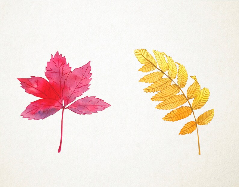 May include: Two watercolor painted leaves, one red and one yellow, on a white background.