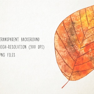 May include: A single, orange and brown watercolor leaf with visible veins. The leaf is isolated on a white background.