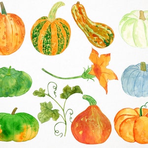 May include: Watercolor illustration of various pumpkins in shades of orange, green, and blue. The pumpkins vary in shape and size, with some having textured surfaces. A pumpkin flower and vine with leaves are also depicted.